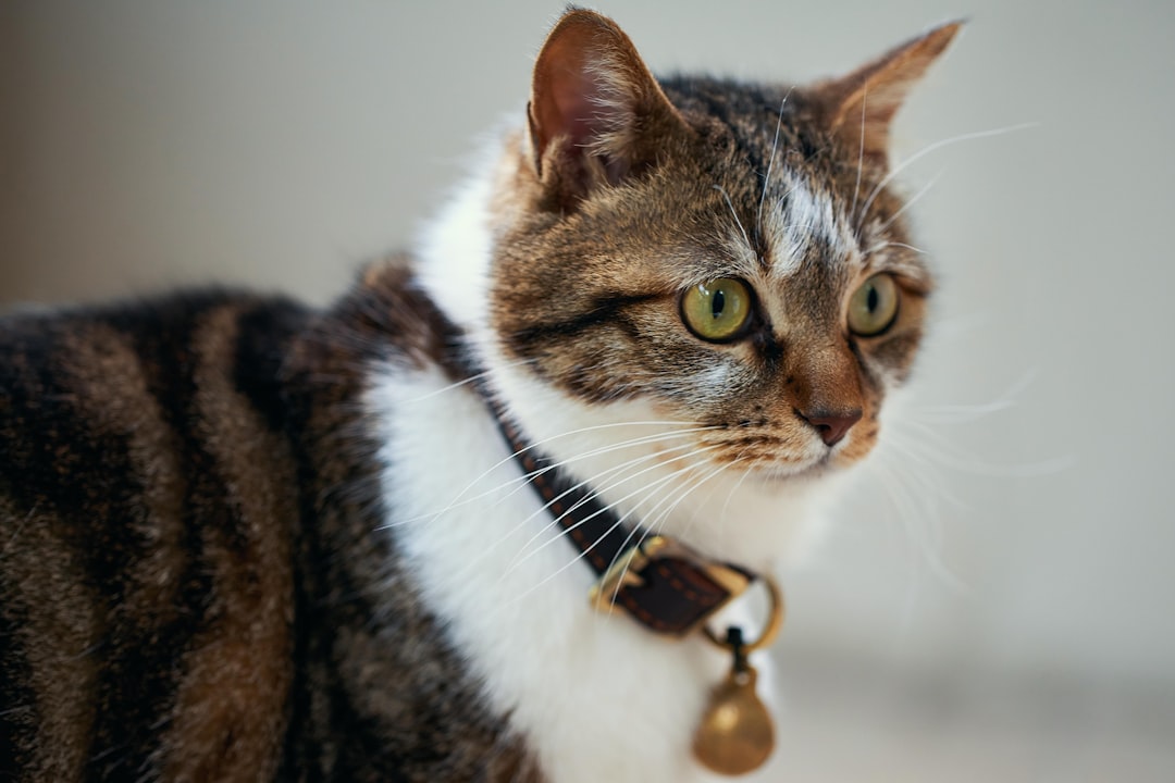 Comparatif visuel entre un grain de riz puce RFID et un collier GPS pour chat
