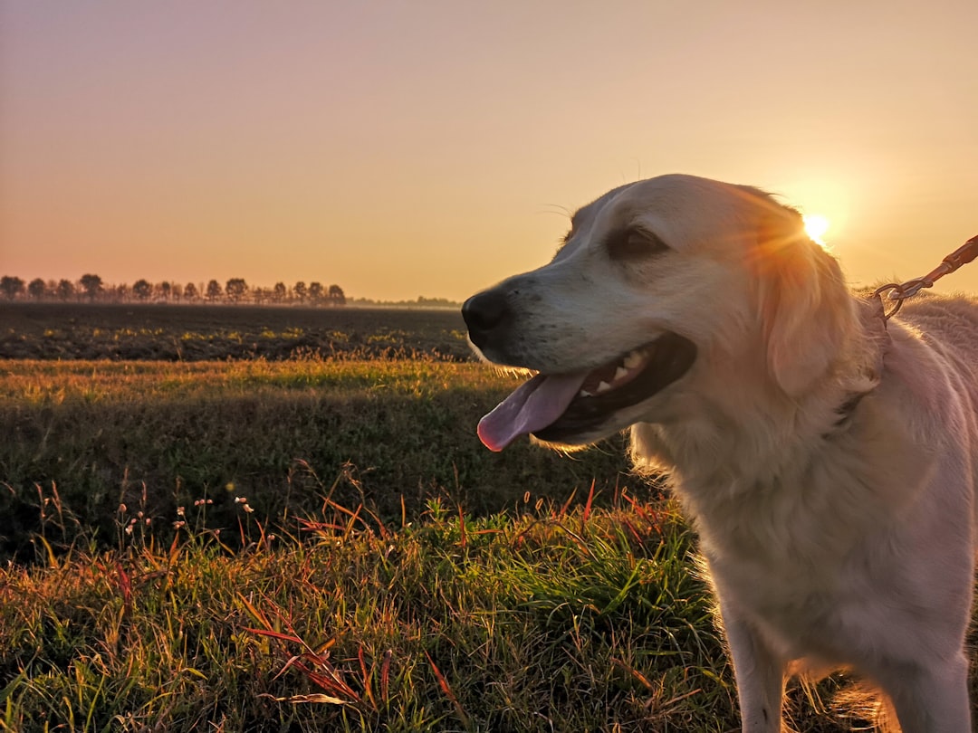 Chien golden retriever courant dans un pré avec un collier GPS sans abonnement