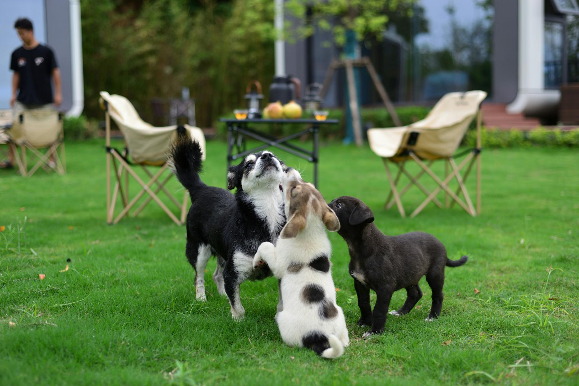 Famille avec leur chien dans le jardin, GPS collier visible