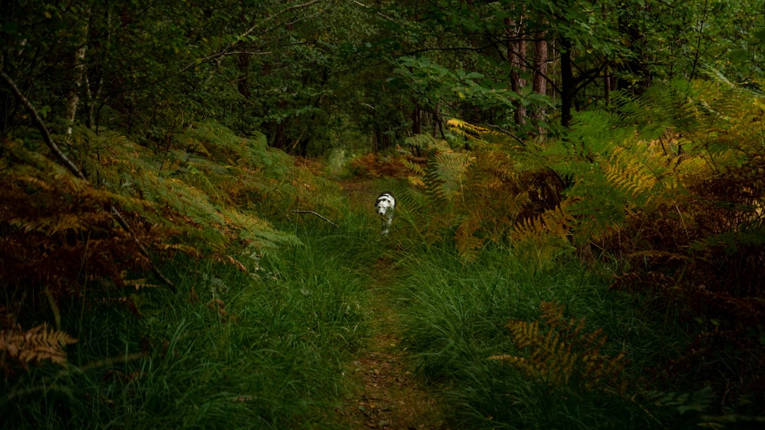 Randonnée en zone rurale avec un chien