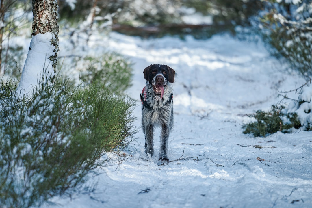 Collier GPS radiofréquence avec récepteur pour chien de chasse